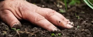 Los beneficios del uso de fertilizantes orgánicos en la agricultura